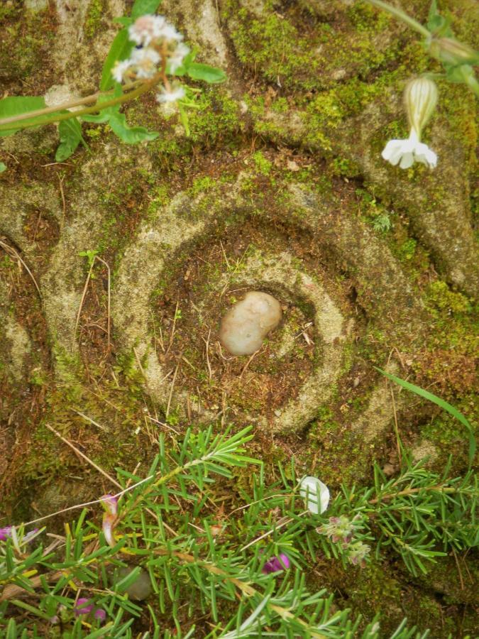 Green Man Yurt Penela Eksteriør bilde